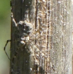 Tamopsis sp. (genus) (Two-tailed spider) at Wingecarribee Local Government Area - 7 Oct 2021 by Curiosity