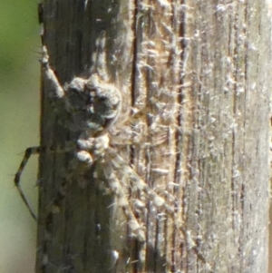 Tamopsis sp. (genus) at Braemar, NSW - 7 Oct 2021
