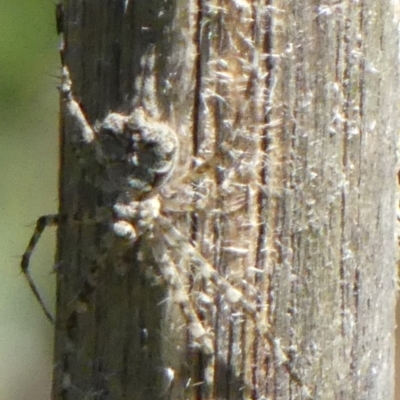 Tamopsis sp. (genus) (Two-tailed spider) at Braemar - 7 Oct 2021 by Curiosity