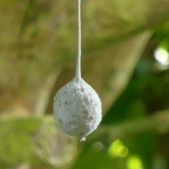 Unidentified Spider (Araneae) at Wingecarribee Local Government Area - 15 Feb 2022 by Curiosity