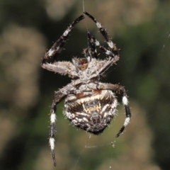 Backobourkia (genus) (An orb weaver) at Acton, ACT - 18 Mar 2022 by TimL