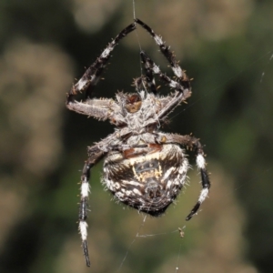 Backobourkia sp. (genus) at Acton, ACT - 18 Mar 2022