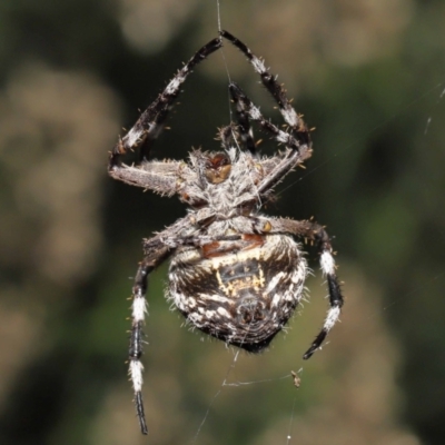 Backobourkia (genus) (An orb weaver) at Acton, ACT - 18 Mar 2022 by TimL