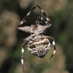 Backobourkia sp. (genus) (An orb weaver) at Acton, ACT - 18 Mar 2022 by TimL