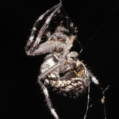 Backobourkia sp. (genus) at Acton, ACT - 18 Mar 2022