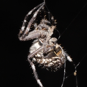 Backobourkia sp. (genus) at Acton, ACT - 18 Mar 2022