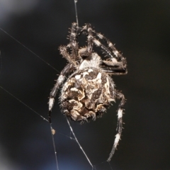 Backobourkia sp. (genus) at Acton, ACT - 18 Mar 2022