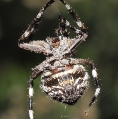 Backobourkia sp. (genus) at Acton, ACT - 18 Mar 2022