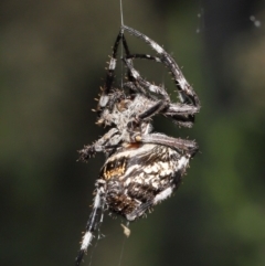 Backobourkia sp. (genus) at Acton, ACT - 18 Mar 2022