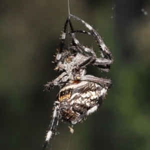 Backobourkia sp. (genus) at Acton, ACT - 18 Mar 2022