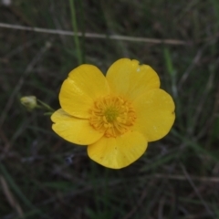 Ranunculus lappaceus (Australian Buttercup) at Paddys River, ACT - 30 Nov 2021 by MichaelBedingfield