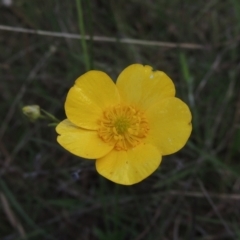 Ranunculus lappaceus (Australian Buttercup) at Paddys River, ACT - 30 Nov 2021 by michaelb