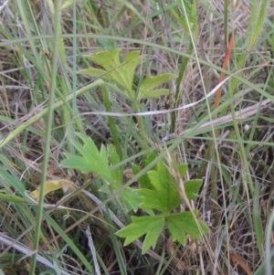 Ranunculus lappaceus at Paddys River, ACT - 30 Nov 2021