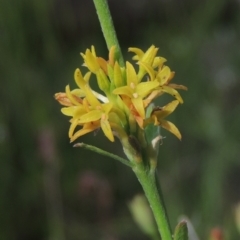 Pimelea curviflora var. sericea (Curved Riceflower) at Paddys River, ACT - 30 Nov 2021 by michaelb