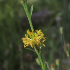 Pimelea curviflora var. sericea at Paddys River, ACT - 30 Nov 2021 04:44 PM