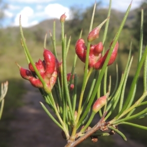 Torymid wasp gall on Hakea microcarpa at Paddys River, ACT - 30 Nov 2021