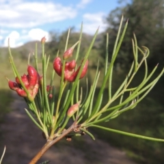 Torymid wasp gall on Hakea microcarpa at Paddys River, ACT - 30 Nov 2021