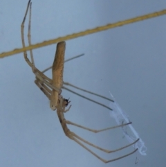 Asianopis subrufa (Rufous net-casting spider) at Wingecarribee Local Government Area - 18 Mar 2022 by Curiosity
