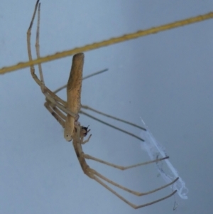 Deinopis subrufa (TBC) at suppressed by Curiosity