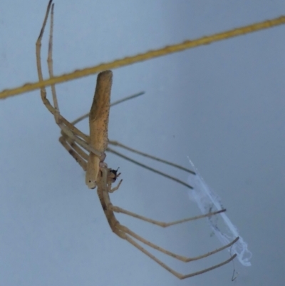 Asianopis subrufa (Rufous net-casting spider) at Braemar - 18 Mar 2022 by Curiosity