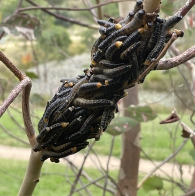 Perginae sp. (subfamily) (Unidentified pergine sawfly) at Paddys River, ACT - 15 Mar 2022 by nathkay