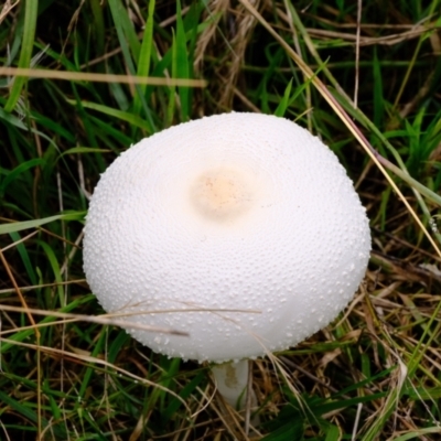 Macrolepiota dolichaula (Macrolepiota dolichaula) at Ginninderry Conservation Corridor - 19 Mar 2022 by Kurt