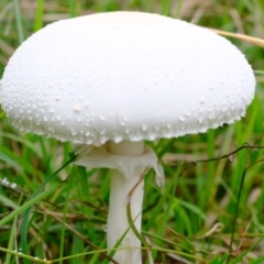 Macrolepiota dolichaula at Coree, ACT - 19 Mar 2022