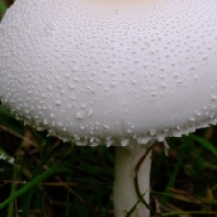 Macrolepiota dolichaula at Coree, ACT - 19 Mar 2022