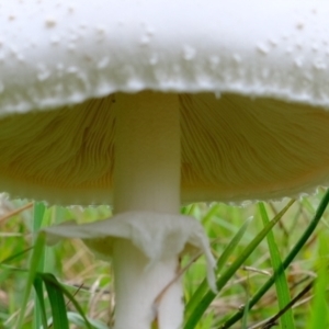 Macrolepiota dolichaula at Coree, ACT - 19 Mar 2022