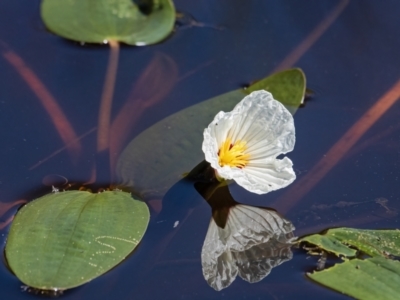 Ottelia ovalifolia subsp. ovalifolia (Swamp Lily) at Googong, NSW - 18 Feb 2022 by WHall