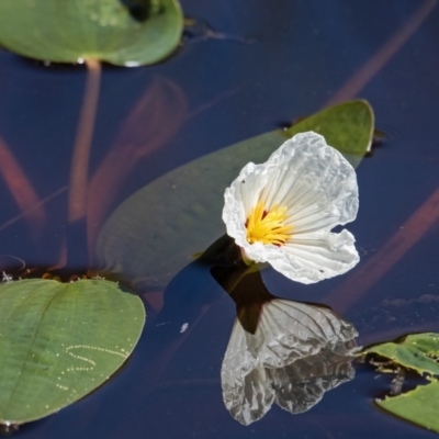 Ottelia ovalifolia subsp. ovalifolia (Swamp Lily) at Googong, NSW - 18 Feb 2022 by WHall