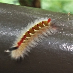 Trichiocercus sparshalli at Acton, ACT - 1 Mar 2022