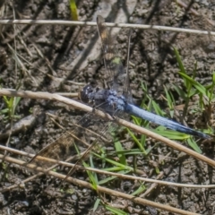 Orthetrum caledonicum (Blue Skimmer) at Googong, NSW - 18 Feb 2022 by WHall