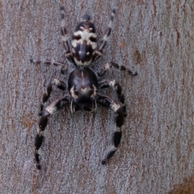 Sandalodes superbus (Ludicra Jumping Spider) at Ginninderry Conservation Corridor - 19 Mar 2022 by Kurt