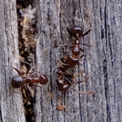 Papyrius sp. (genus) at Holt, ACT - suppressed