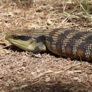 Tiliqua scincoides scincoides at Fyshwick, ACT - 18 Mar 2022