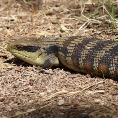 Tiliqua scincoides scincoides (Eastern Blue-tongue) at Fyshwick, ACT - 18 Mar 2022 by RodDeb