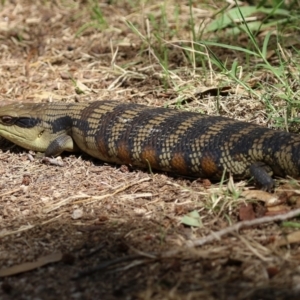 Tiliqua scincoides scincoides at Fyshwick, ACT - 18 Mar 2022