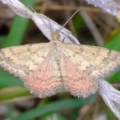 Scopula rubraria (Reddish Wave, Plantain Moth) at Ginninderry Conservation Corridor - 19 Mar 2022 by Kurt