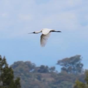 Platalea regia at Fyshwick, ACT - 18 Mar 2022