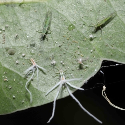 Protyora sterculiae (Kurrajong star psyllid) at ANBG - 18 Mar 2022 by TimL