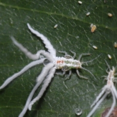 Protyora sterculiae at Acton, ACT - 18 Mar 2022