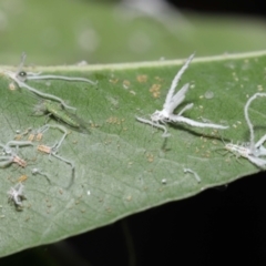 Protyora sterculiae at Acton, ACT - 18 Mar 2022