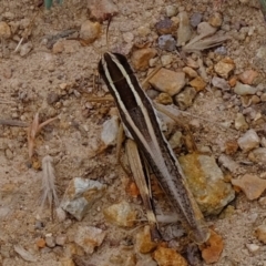 Macrotona australis (Common Macrotona Grasshopper) at Coree, ACT - 19 Mar 2022 by Kurt