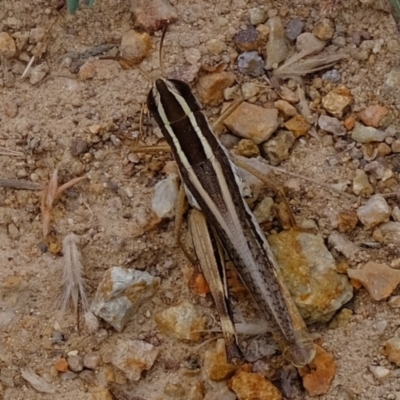 Macrotona australis (Common Macrotona Grasshopper) at Ginninderry Conservation Corridor - 19 Mar 2022 by Kurt