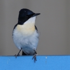 Myiagra inquieta (Restless Flycatcher) at Fyshwick, ACT - 18 Mar 2022 by RodDeb