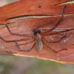 Delena cancerides (Social huntsman spider) at Ginninderry Conservation Corridor - 19 Mar 2022 by Kurt