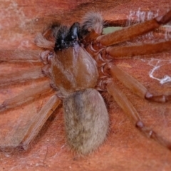 Delena cancerides at Holt, ACT - 19 Mar 2022