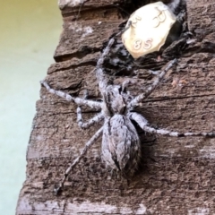 Pediana sp. (genus) (A huntsman spider) at Aranda, ACT - 17 Mar 2022 by KMcCue