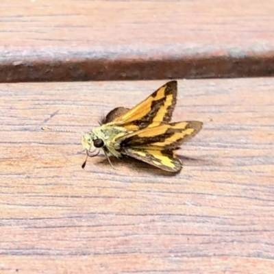 Ocybadistes walkeri (Green Grass-dart) at Aranda, ACT - 19 Mar 2022 by KMcCue